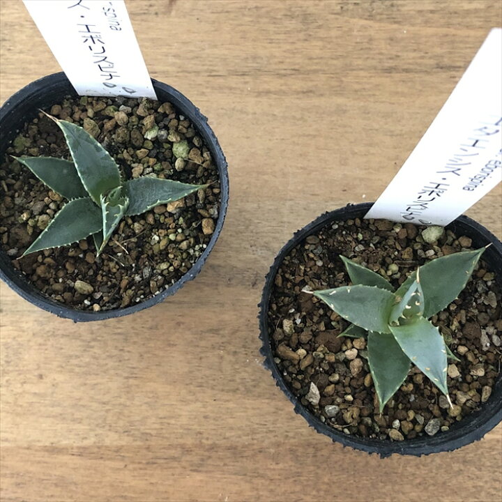 楽天市場】多肉植物 caアガベ ユタエンシス エボリスピナ 6cmポット  