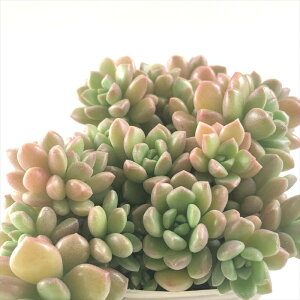 A sbOvgZ_ ΂܂_}qVEC×XvO_[ A Z_ 7.5cm|bg