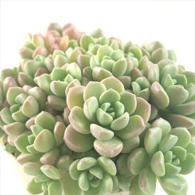 多肉植物 sbグラプトセダム ばらまきスプリングワンダー×ダルマヒメシュウレイ 多肉植物 セダム 7.5cmポット