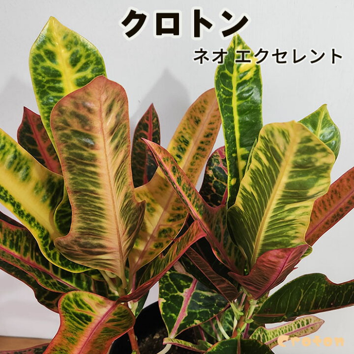 楽天市場】観葉植物 クロトン ネオ エクセレント 6号鉢 送料無料 観葉 