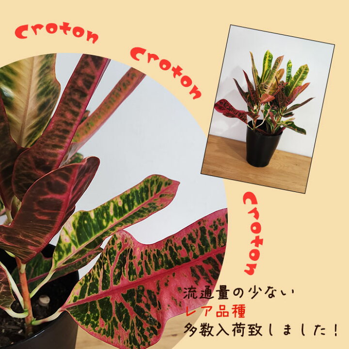 楽天市場】観葉植物 クロトン ネオ エクセレント 6号鉢 送料無料 観葉 