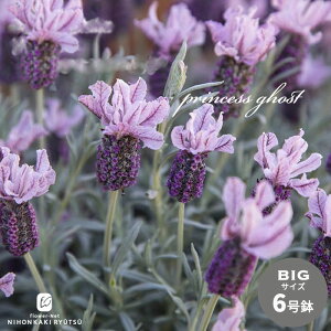 \̔ t`x_[ 唫 vZXS[Xg 6 o^i  h n[u  hlr 3{ȍ~