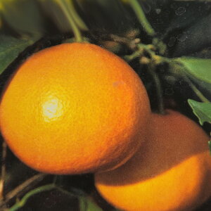 \̔ ⴍʎc ݂c Ñ݂ 12cm|bg c  k ʎc ږؕc kik 3{ȍ~