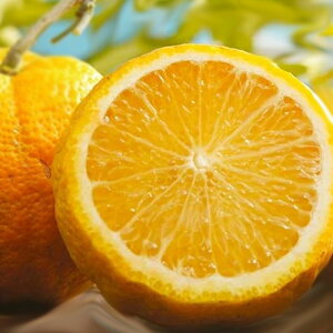 \̔ ⴍʎc ΂ 12cm|bg Wo _k c  k ʎc ږؕc kik 3{ȍ~