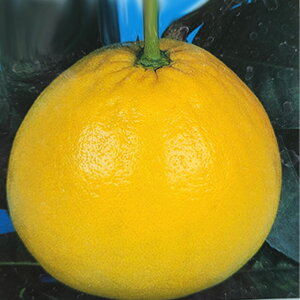 \̔ ⴍʎc ӔM 12cm|bg oyC U{ c  k ʎc ږؕc kik 3{ȍ~