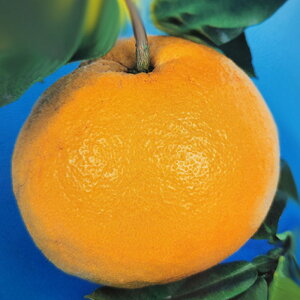 \̔ ⴍʎc U yU 12cm|bg Ԃ񂽂 c  k ʎc ږؕc kik 3{ȍ~