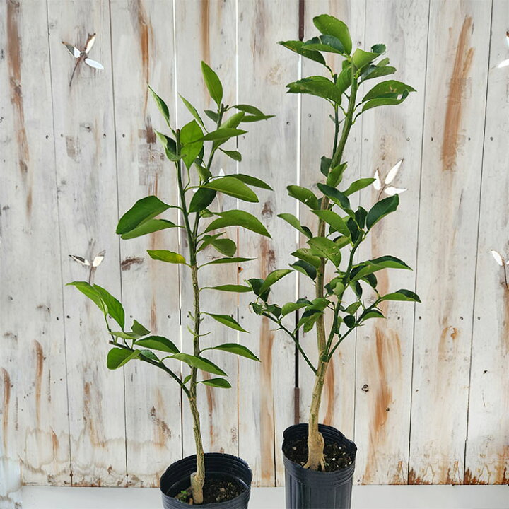 楽天市場】予約販売 箒作り果樹苗 文旦 土佐文旦 12cmポット パール柑  