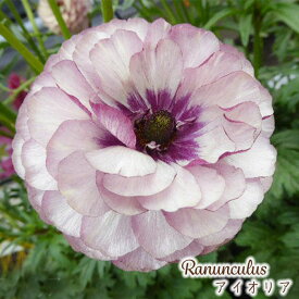 予約販売 ラナンキュラス ラックス 苗 アイオリア 10.5cmポット 宿根草 花苗 ガーデニング 苗 tod 12月上旬以降発送