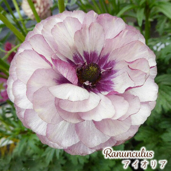 楽天市場】予約販売 ラナンキュラス ラックス 苗 アイオリア 10.5cm 
