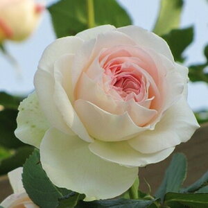 \̔ oc oڕc o sG[hDT[ oc KN ΂  sN  sG[hT[ troc 12{ȍ~