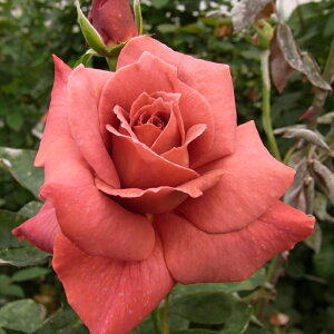 \̔ oc oڕc o ubNeB oc KN ΂   troc 12{ȍ~