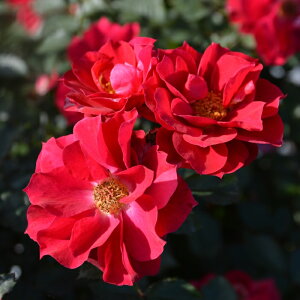 \̔ oc oc T IGeBX pԓ` g io^o蒆 lG炫 KN ΂   hao 2{ȍ~