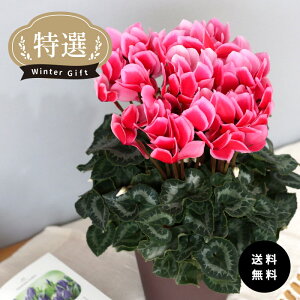 \̔ IVN VCj[ IW 5  ܂_ Ε ~Mtg  Mtg v[g A  mdn 12{ȍ~