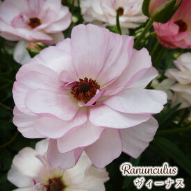 予約販売 ラナンキュラス ラックス 苗 ヴィーナス 10.5cmポット 宿根草 花苗 ガーデニング 苗 tod 2月上旬以降発送