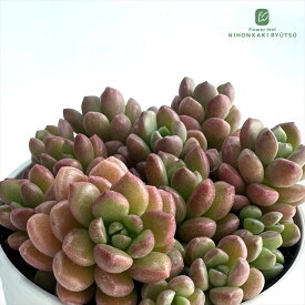 多肉植物 hmグラプトセダム ばらまきダルマヒメシュウレイ×スプリングワンダー 多肉植物 グラプトセダム 6cmポット