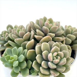 A hmOvgZ_ ΂܂_}qVEC×XvO_[ A OvgZ_ 6cm|bg