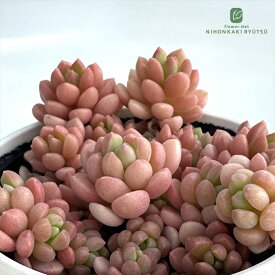 多肉植物 hmグラプトセダム ばらまきスプリングワンダー×ダルマヒメシュウレイ 多肉植物 グラプトセダム 6cmポット