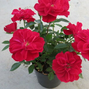 y܂Ȃߐ؂z \̔ ~jo Chy^ 3|bg lG炫 o KN oc c  flt 11{ȍ~