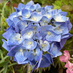 AWTC CfB[ 10.5cm|bg d nChWA c ԕc c  z fkz