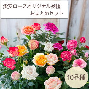 \̔ ~jo 10Zbg 3|bg [Y IWii Rv[g   lG炫   o KN oc c ars 3{ȍ~