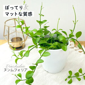 ϗtA cot fBXLfBA ktHA 3.5 ϗtA ^   蕨 v[g CeA 