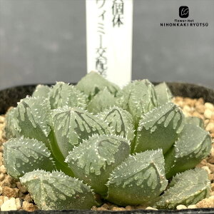 A ninI`A ^ψٌ iEB~[zj 0926-001 A JN^XjVc i̔ nI`A 7.5cm|bg