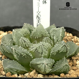 多肉植物 niハオルチア 大型変異個体 魔剣(ウィミー交配美種) 0926-002 多肉植物 カクタスニシさん苗 現品販売 ハオルチア 7.5cmポット