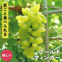 楽天市場】ゴールドフィンガー 苗木の通販