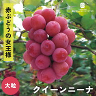 予約販売 ぶどう 苗 クイーンニーナ 13.5cmポット 送料無料 葡萄 ブドウ 果樹苗 苗木 果物 大粒 登録品種…