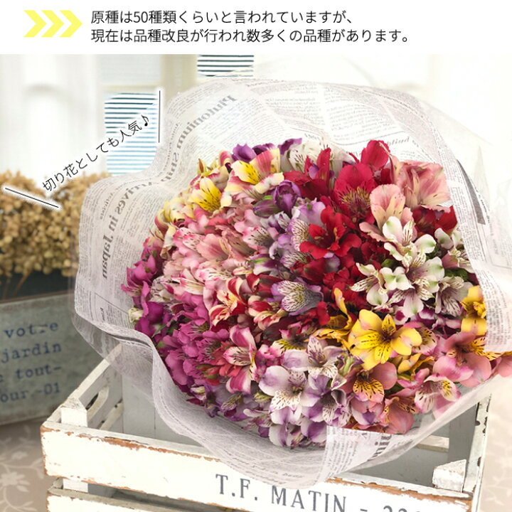 楽天市場 予約販売 アルストロメリア ムラサキノ 10 5cmポット 宿根草 花苗 ガーデニング 10月下旬以降発送 フラワーネット 日本花キ流通