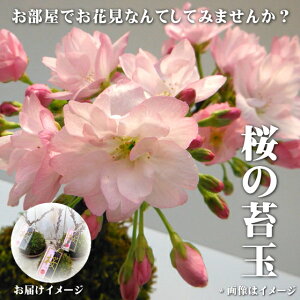 桜 盆栽 苔の通販 価格比較 価格 Com 桜 盆栽 苔の通販 価格比較 価格 Com