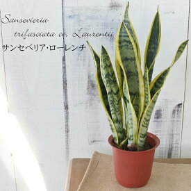 サンスベリア・ローレンチ 4号鉢 観葉植物 マイナスイオンで空気清浄 インテリア おしゃれ