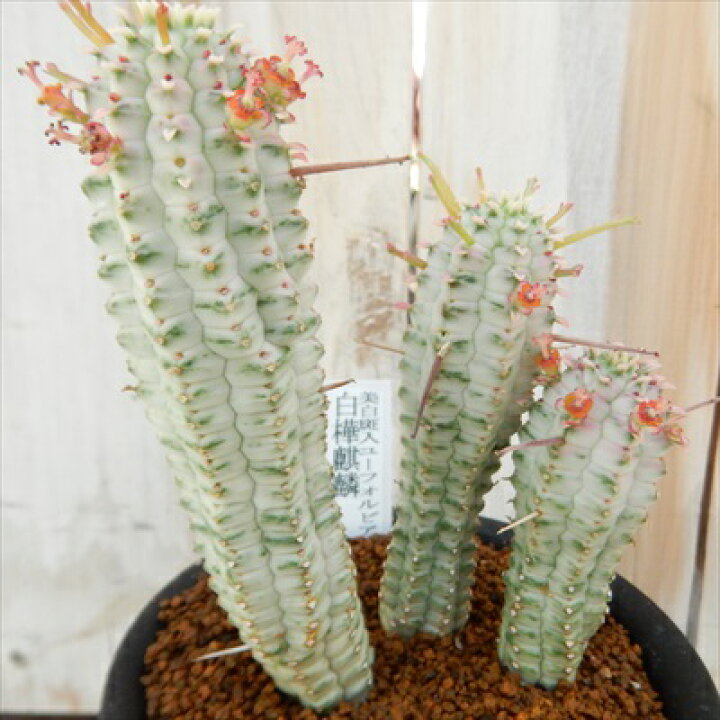 楽天市場】多肉植物 osユーフォルビア 白樺麒麟 おもしろ多肉植物 