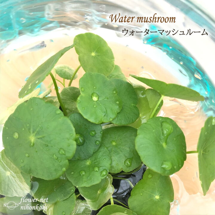 楽天市場 ウォーターマッシュルーム 9cmポット 水生植物 水草 ビオトープ 観葉植物 フラワーネット 日本花キ流通 楽天市場 ウォーターマッシュルーム 9cmポット 水生植物 水草 ビオトープ 観葉植物 フラワーネット 日本花キ流通