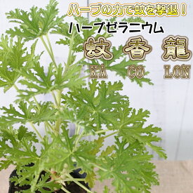 楽天市場 ゼラニウム 蚊の通販