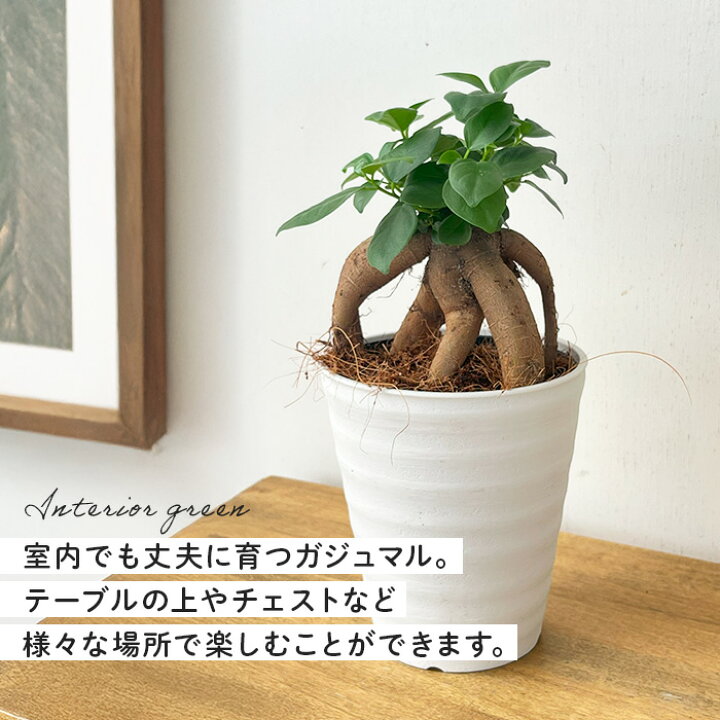 楽天市場】【お買い物マラソンP3倍】 観葉植物 ガジュマル 4号鉢 観葉 