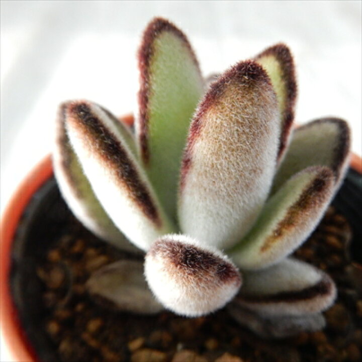楽天市場 多肉植物 Hmカランコエ 黒鮮月兎耳 多肉植物 カランコエ 6cmポット フラワーネット 日本花キ流通