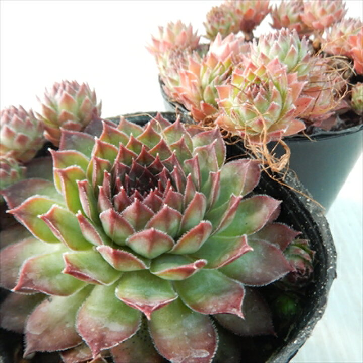楽天市場】多肉植物 okセンペルビウム ノワール 7.5cmポット 