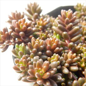 多肉植物 seセダム アルブム ヒレブランティ 多肉植物 セダム 9cmポット