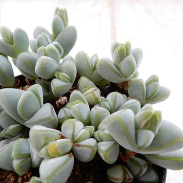 楽天市場 多肉植物 Skエキヌス 碧魚連 ヘキギョレン 多肉植物 7 5cmポット フラワーネット 日本花キ流通 楽天市場 多肉植物 Skエキヌス 碧魚連 ヘキギョレン 多肉植物 7 5cmポット フラワーネット 日本花キ流通