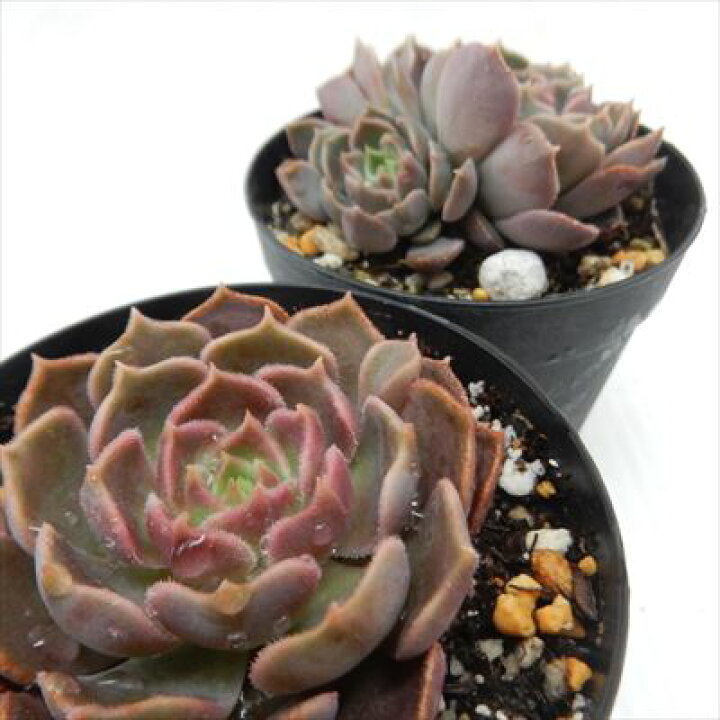 Sale 59 Off 多肉植物 エケベリア レズリー 7 5cmポット苗