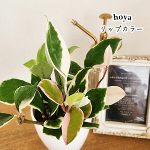 観葉植物 cot ホヤ カルノーサ リップカラー 3.5号鉢 観葉植物 小型 小さい 室内 贈り物 プレゼント インテリア おしゃれ