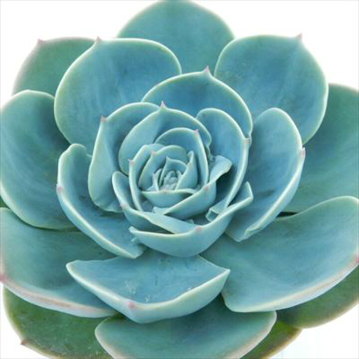 楽天市場】多肉植物 yaエケベリア 七福神 多肉植物 エケベリア 9cm 