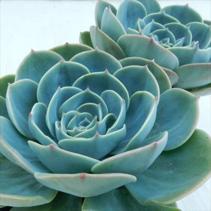楽天市場】多肉植物 yaエケベリア 七福神 多肉植物 エケベリア 9cm 