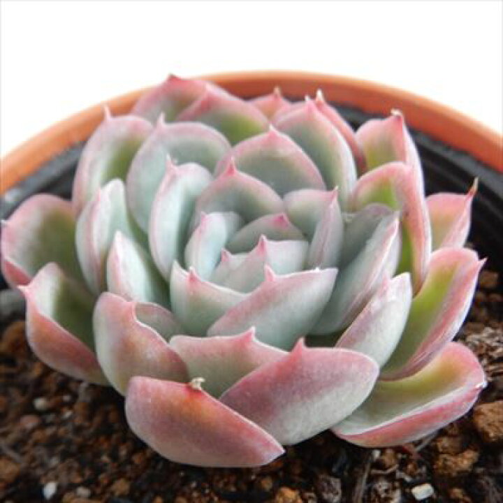 楽天市場 多肉植物 Hmエケベリア 花月夜 エレガンス ブリドニス交配種 多肉植物 エケベリア 6cmポット フラワーネット 日本花キ流通