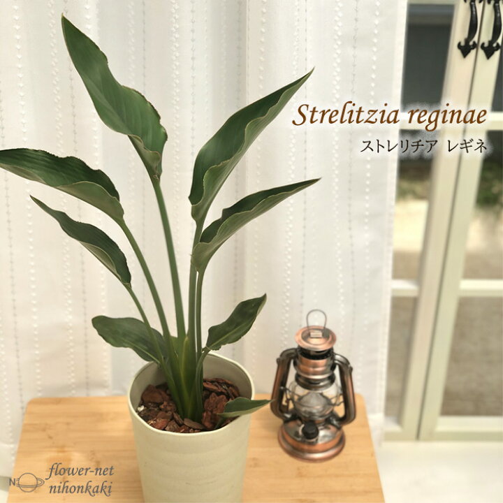 楽天市場 ストレチア レギネ 6号鉢 送料無料 極楽鳥花 観葉植物 インドアグリーン インテリア おしゃれ フラワーネット 日本花キ流通