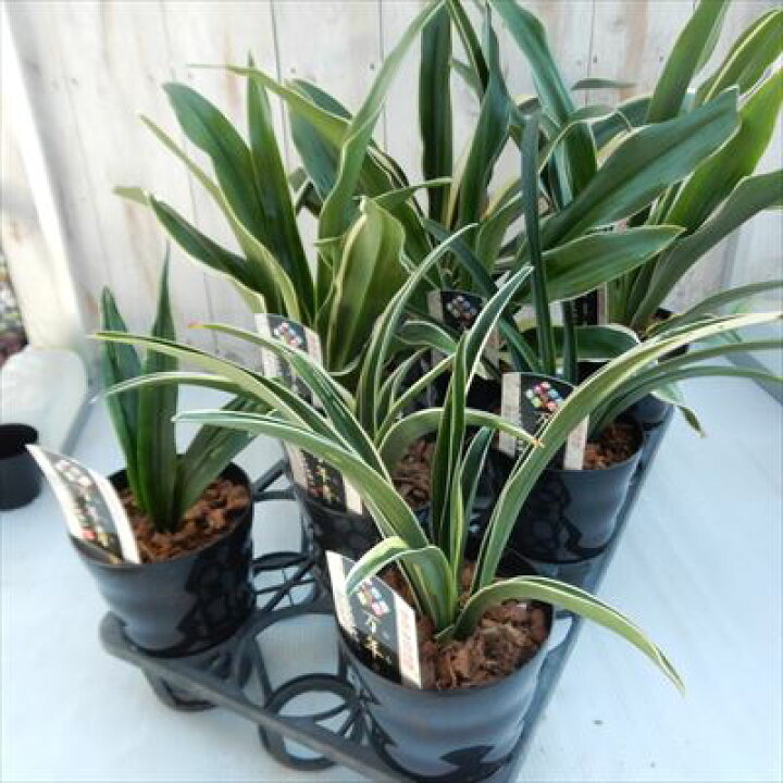 楽天市場 オモト 種類おまかせ 万年青 4 5号 観葉植物 フラワーネット 日本花キ流通