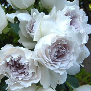 \̔ oc oc ͖{o KuG o^i lG炫 KN o   hao 2{ȍ~