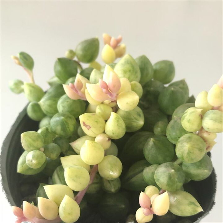 楽天市場】多肉植物 seエンジェルティアーズ錦 多肉植物 7.5cmポット 