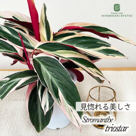 楽天市場】予約販売 クレマチス 苗 レテキュラータレッド ヴィオルナ系 